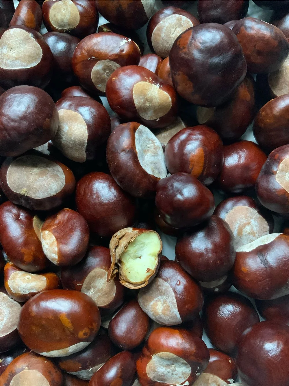 Conkers 